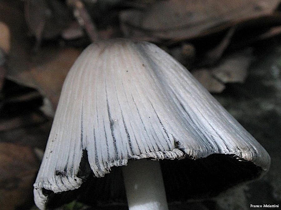 Coprinus o Coprinellus?(Coprinus sp.)